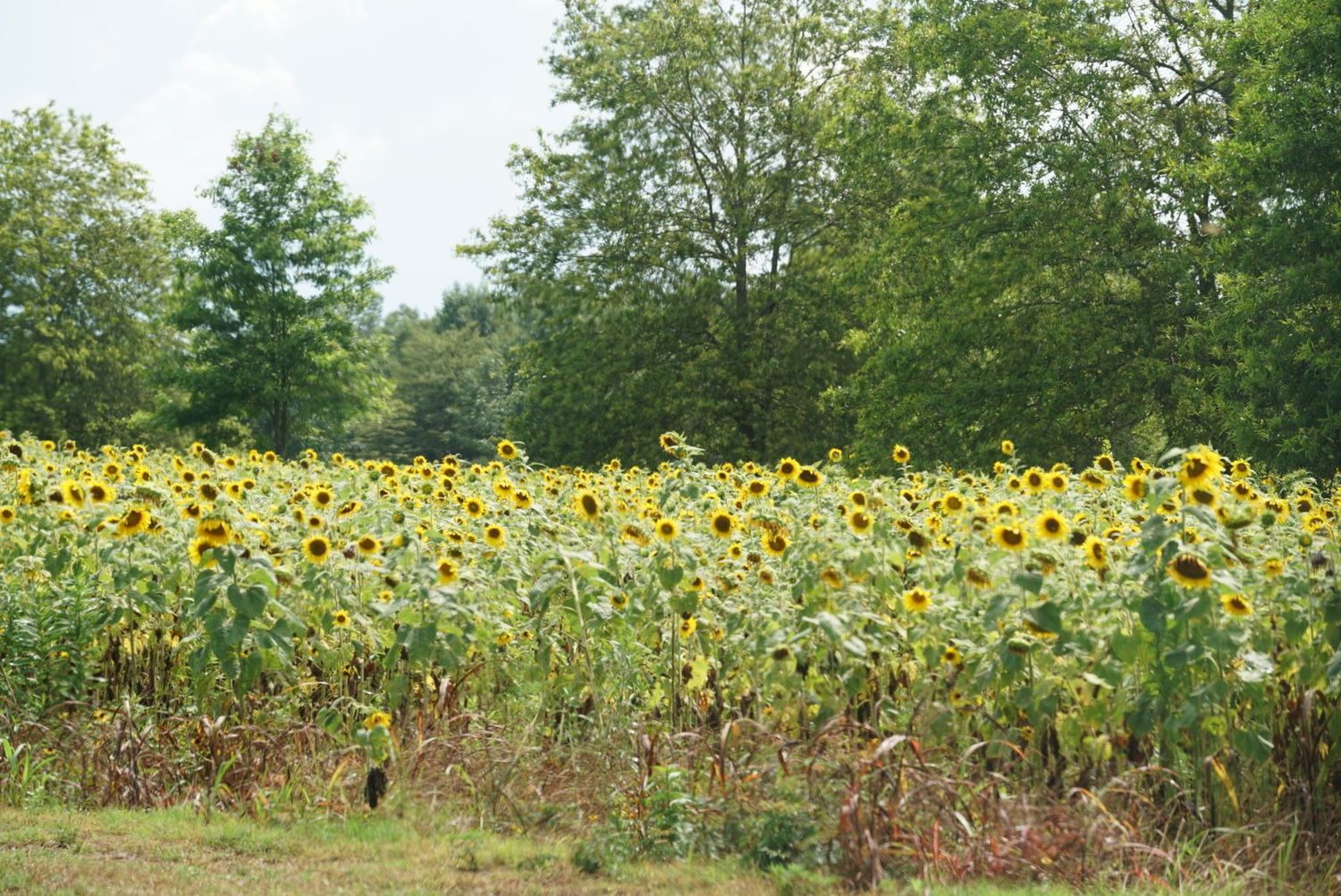 Sunflower Peredovik 50 Lbs. Planting