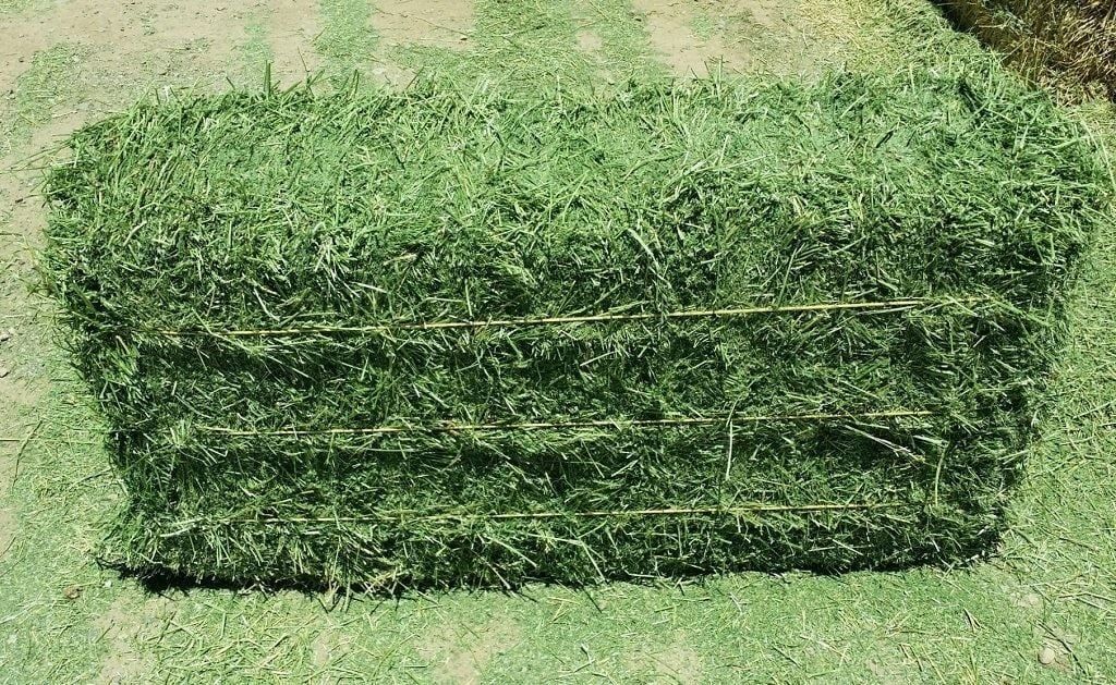 ALFALFA HAY 3 STRAND
