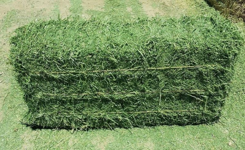 ALFALFA HAY 3 STRAND