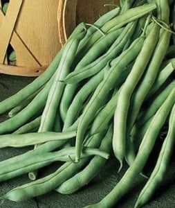 Stringless Green Pod Bean 1lb