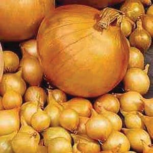 ONIONS YELLOW