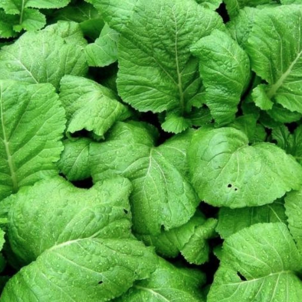 Broadleaf Mustard, Size: 1 Oz
