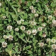 Ladino Clover, Size: 1 Lb