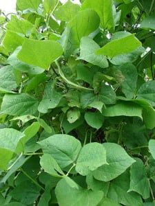 LabLab Food Plot Seed 1 Lbs.