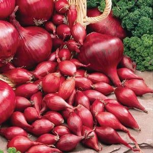 ONION RED 1 Lbs.