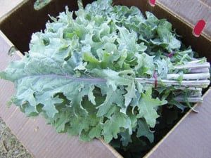 KALE 2 0Z