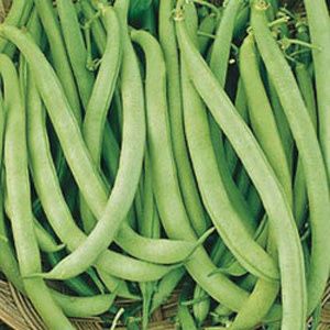 CONTENDER BUSH BEAN 1 #