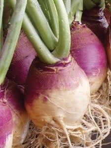 RUTABAGA 1OZ