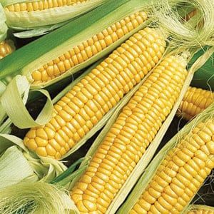 GOLDEN CROSS BANTAM CORN HYBRID 16OZ