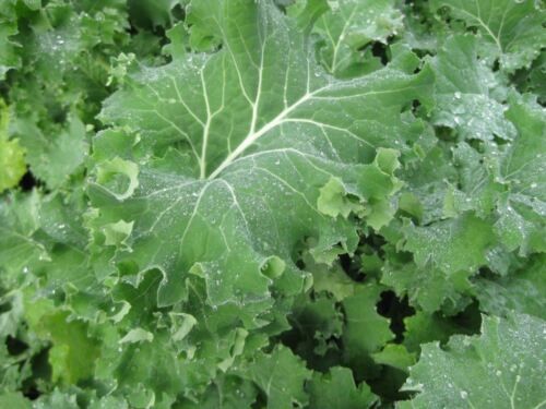 Kale, Size: 1 Oz