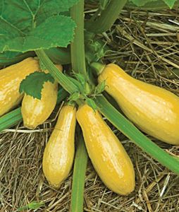 STRAIGHTNECK SQUASH, Size: 1/4 Oz