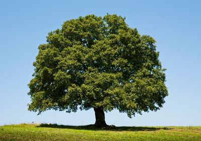 QUERCIA