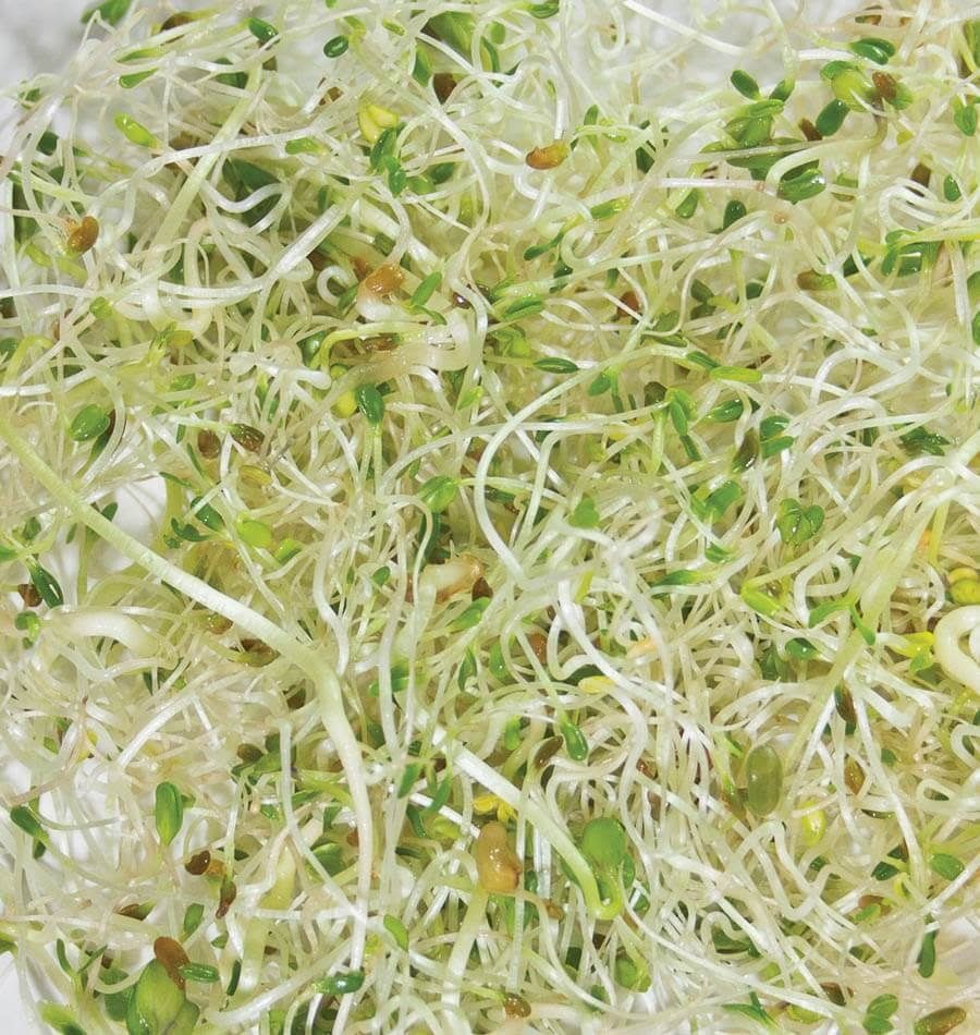 West Coast Seeds Go Go Blend Organic Sprouting Seeds 100g