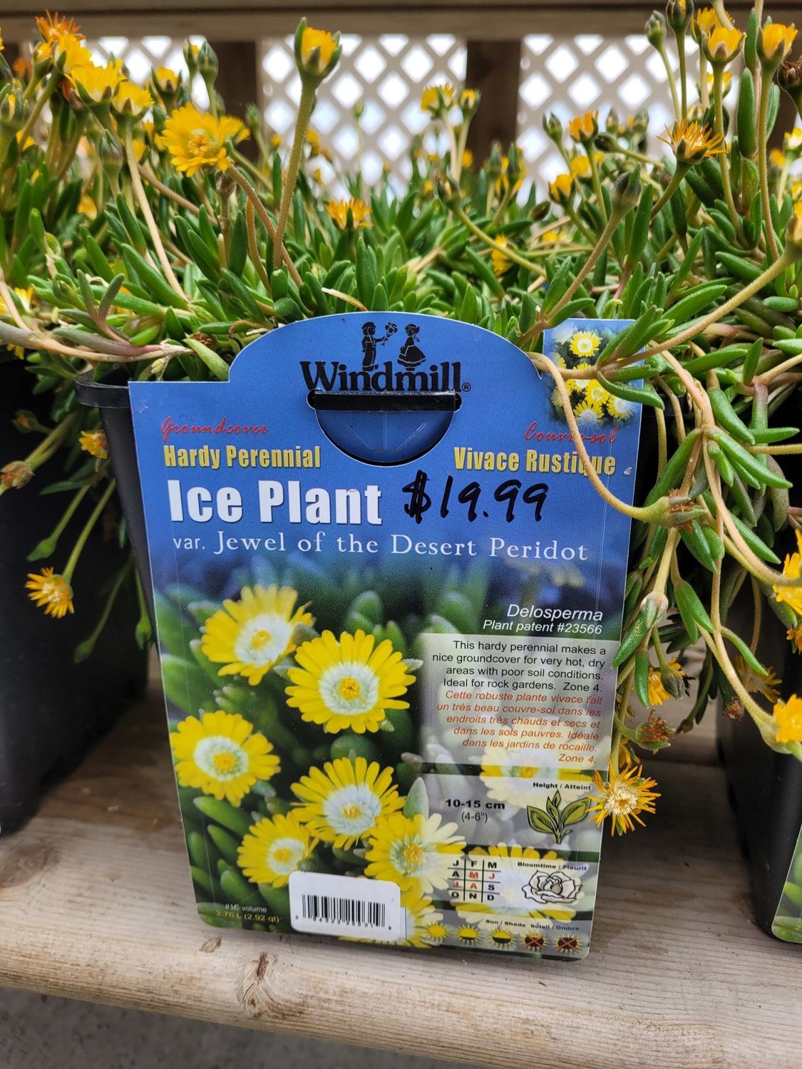 Pan Am Ice Plant &#39;Jewel of Desert Peridot&#39; #1