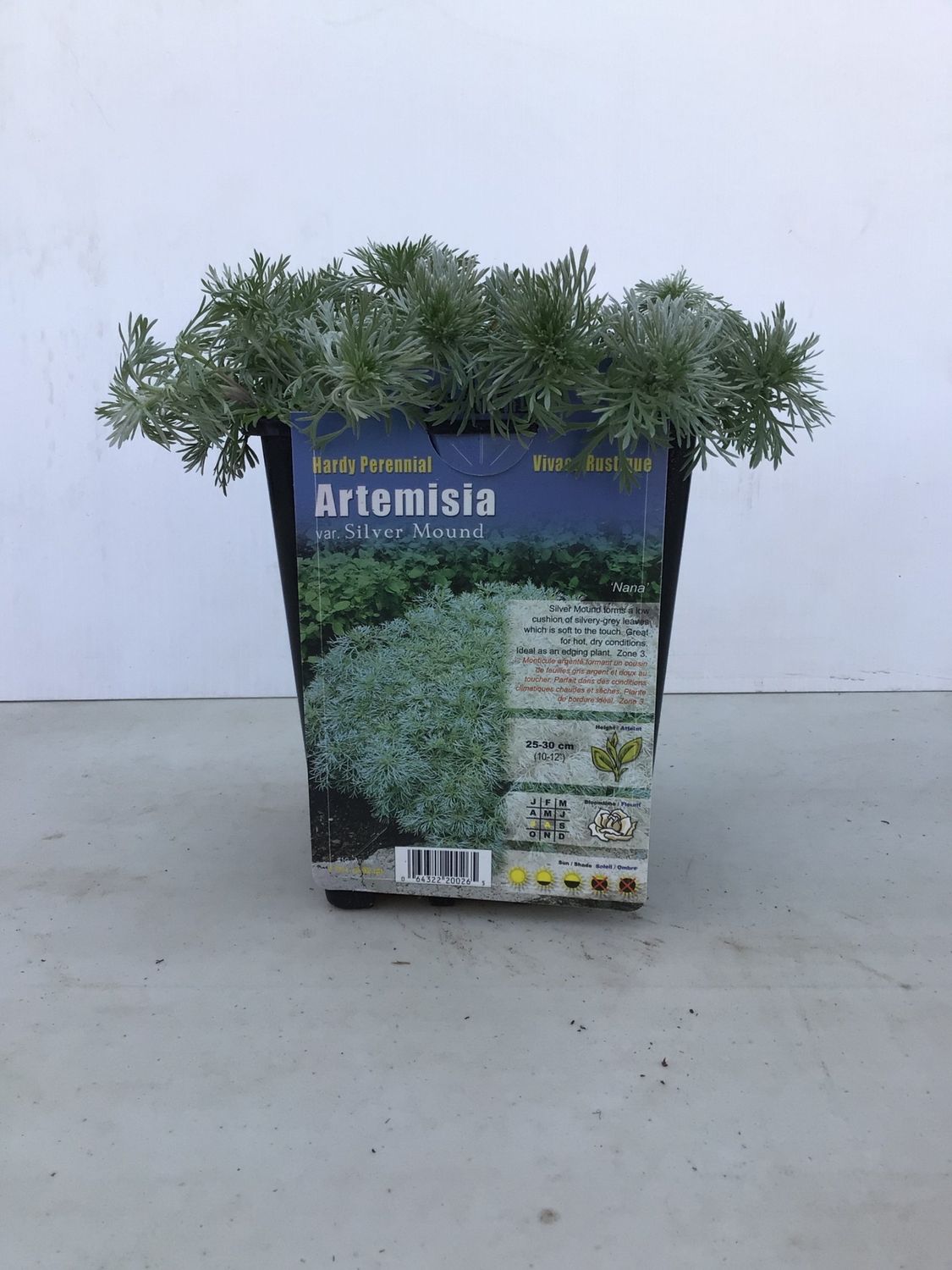 Pan Am Artemesia Dusty Miller &#39;Silver Mound&#39; #1