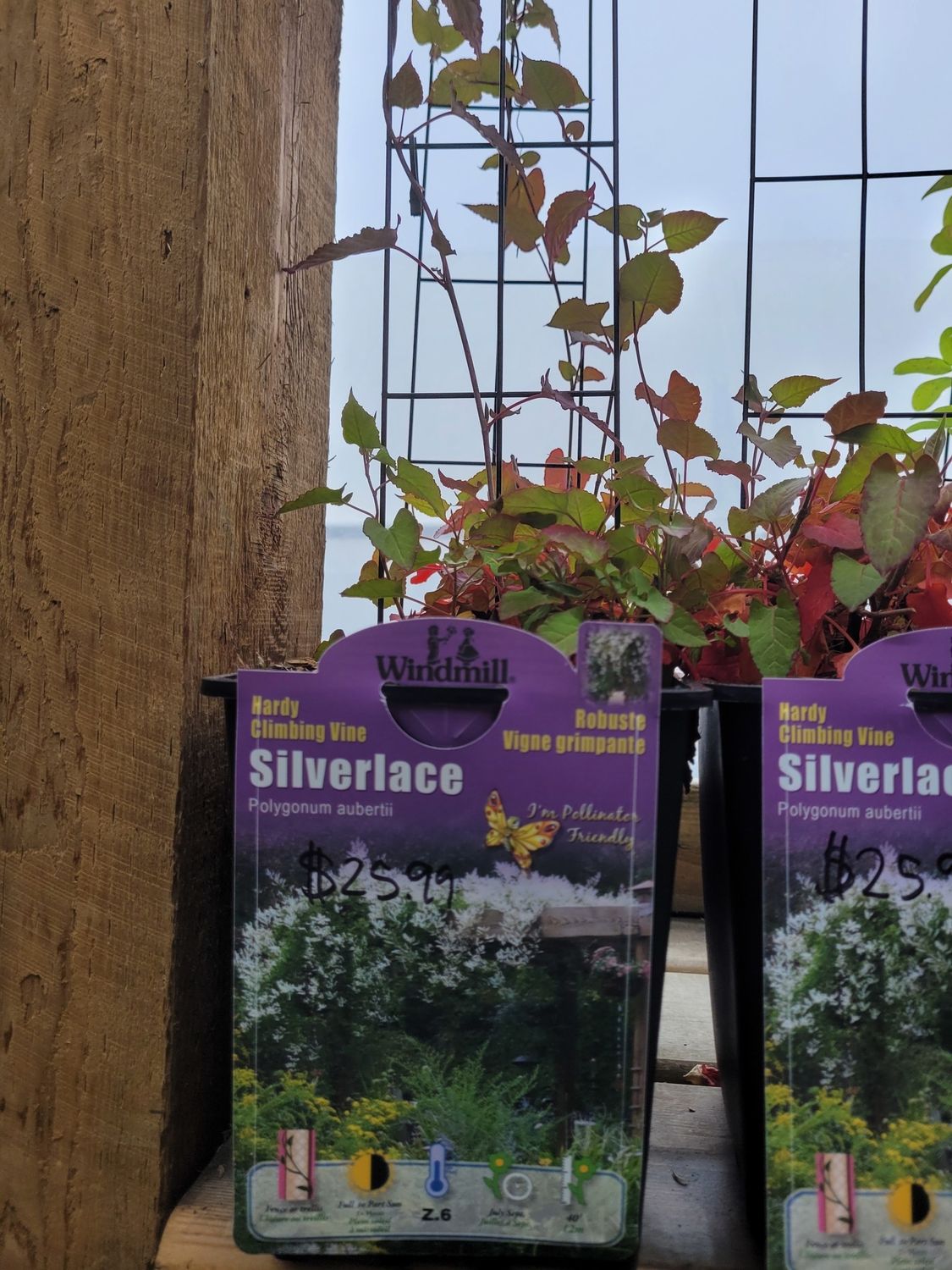 Pan Am Climbing Silverlace Vine
