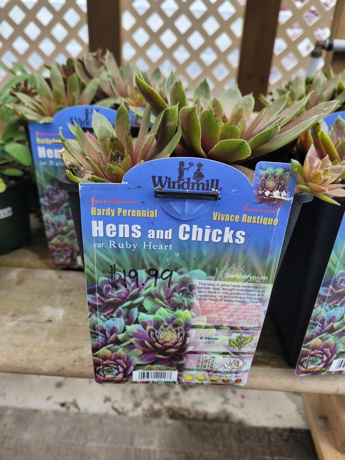 Pan Am Hens/Chicks Ruby Heart #1