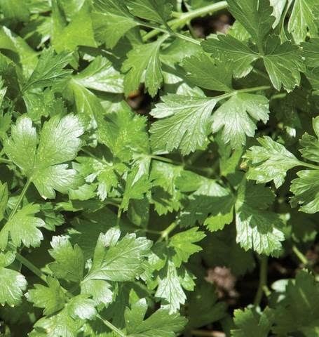 West Coast Seeds Cilantro Santo Certified Organic