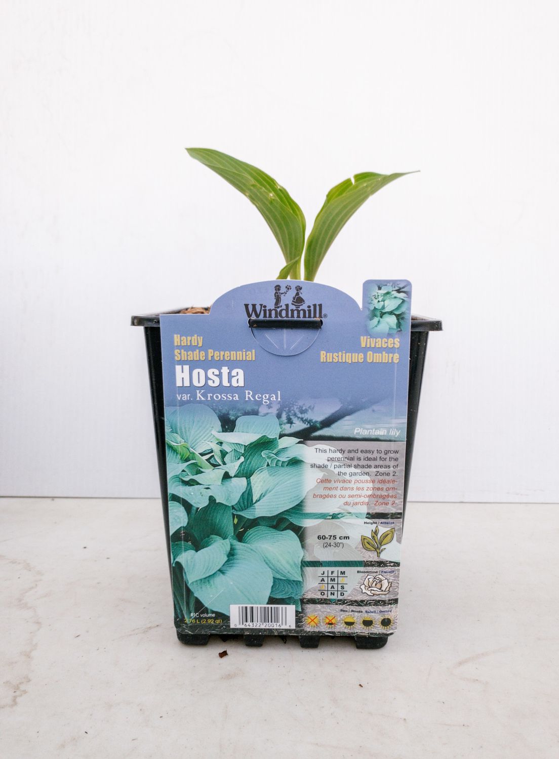 Pan Am Hosta Krossa Regal #1