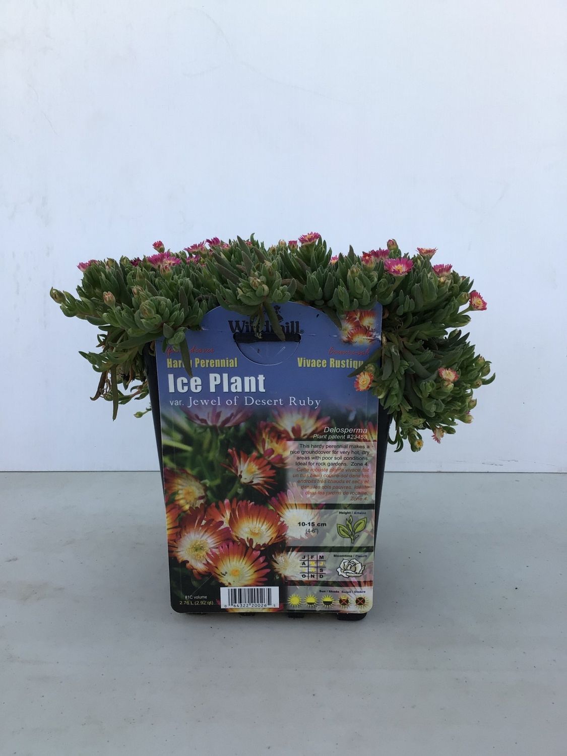 Pan Am Ice Plant &#39;Jewel of Desert Ruby&#39; #1