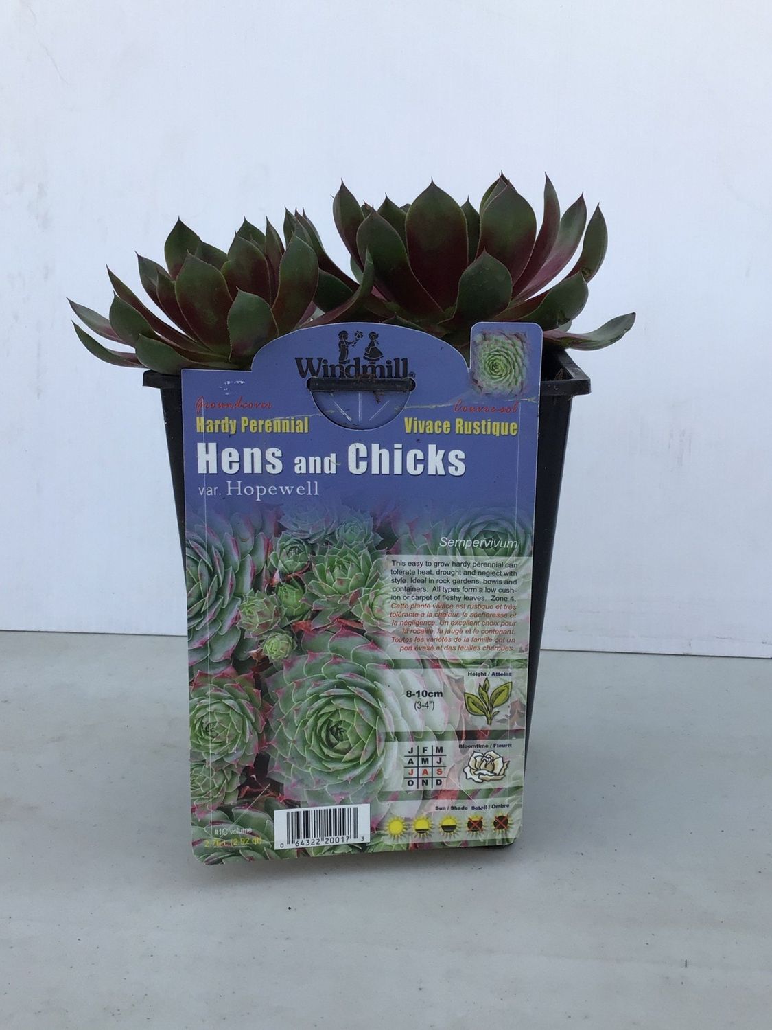 Pan Am Hens/Chicks Hopewell #1