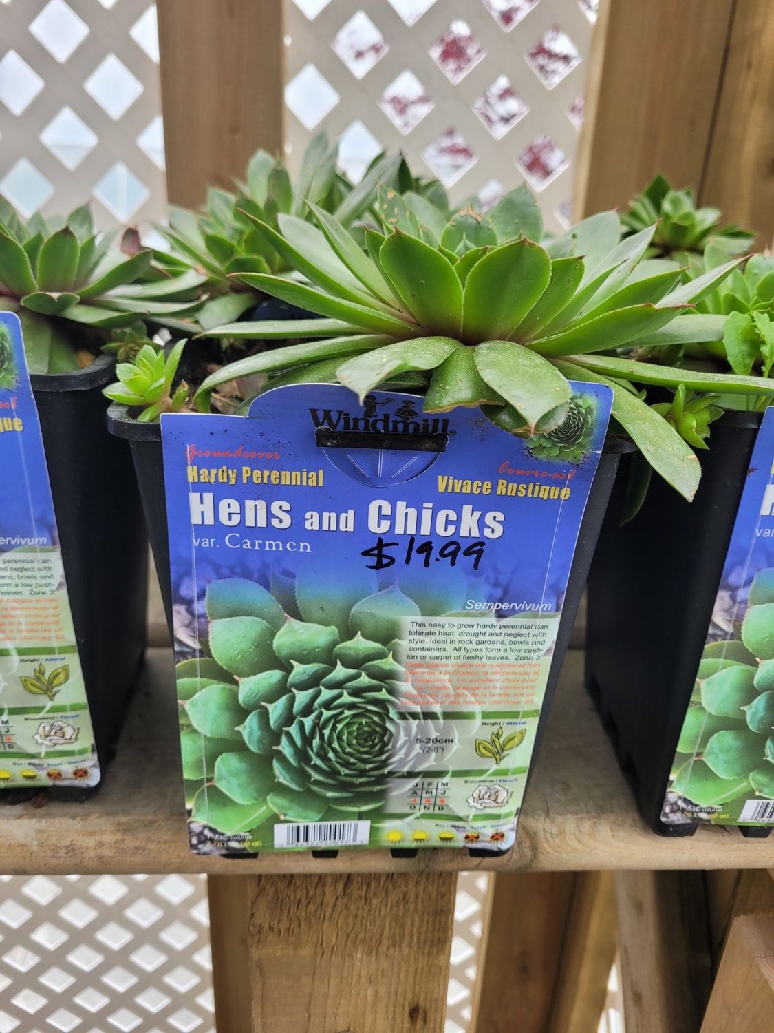 Pan Am Hens/Chicks Carmen #1