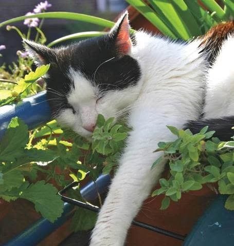 West Coast Seeds - Catnip Nepeta Cataria