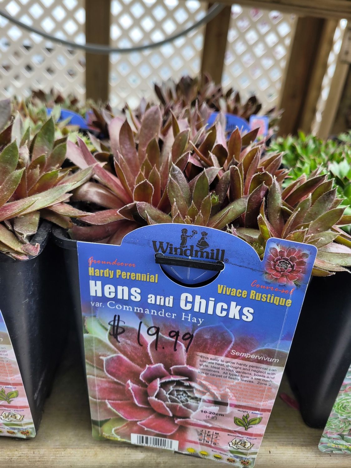 Pan Am Hens/Chicks Commander Hay #1