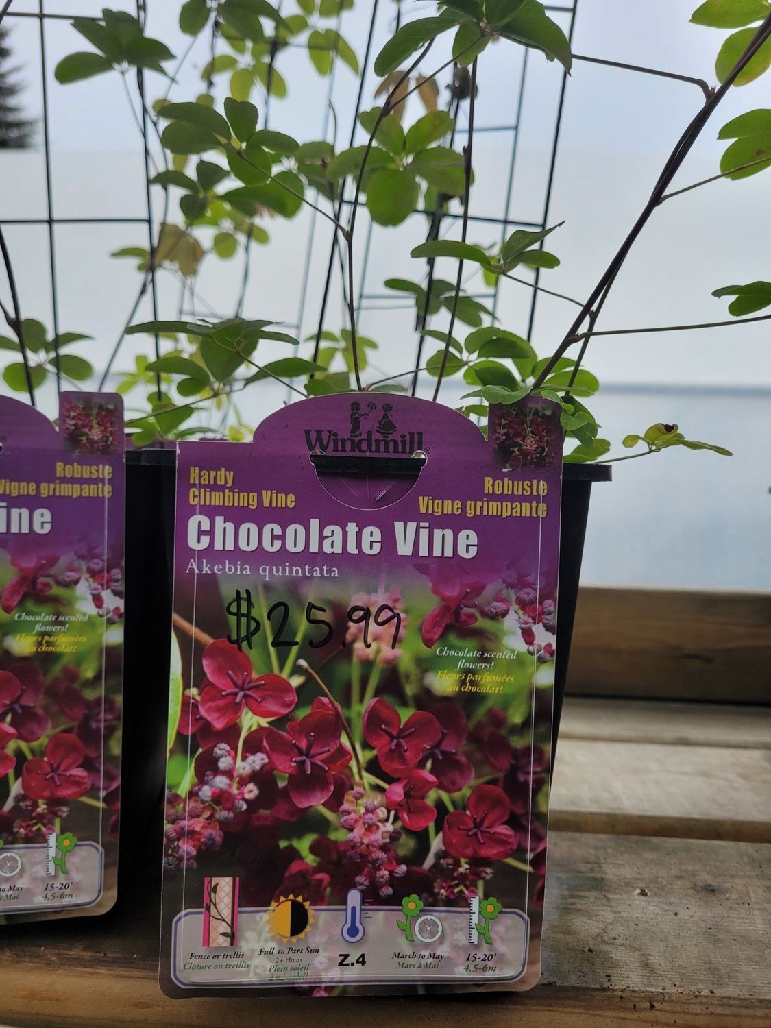 Pan Am Climbing Chocolate Vine