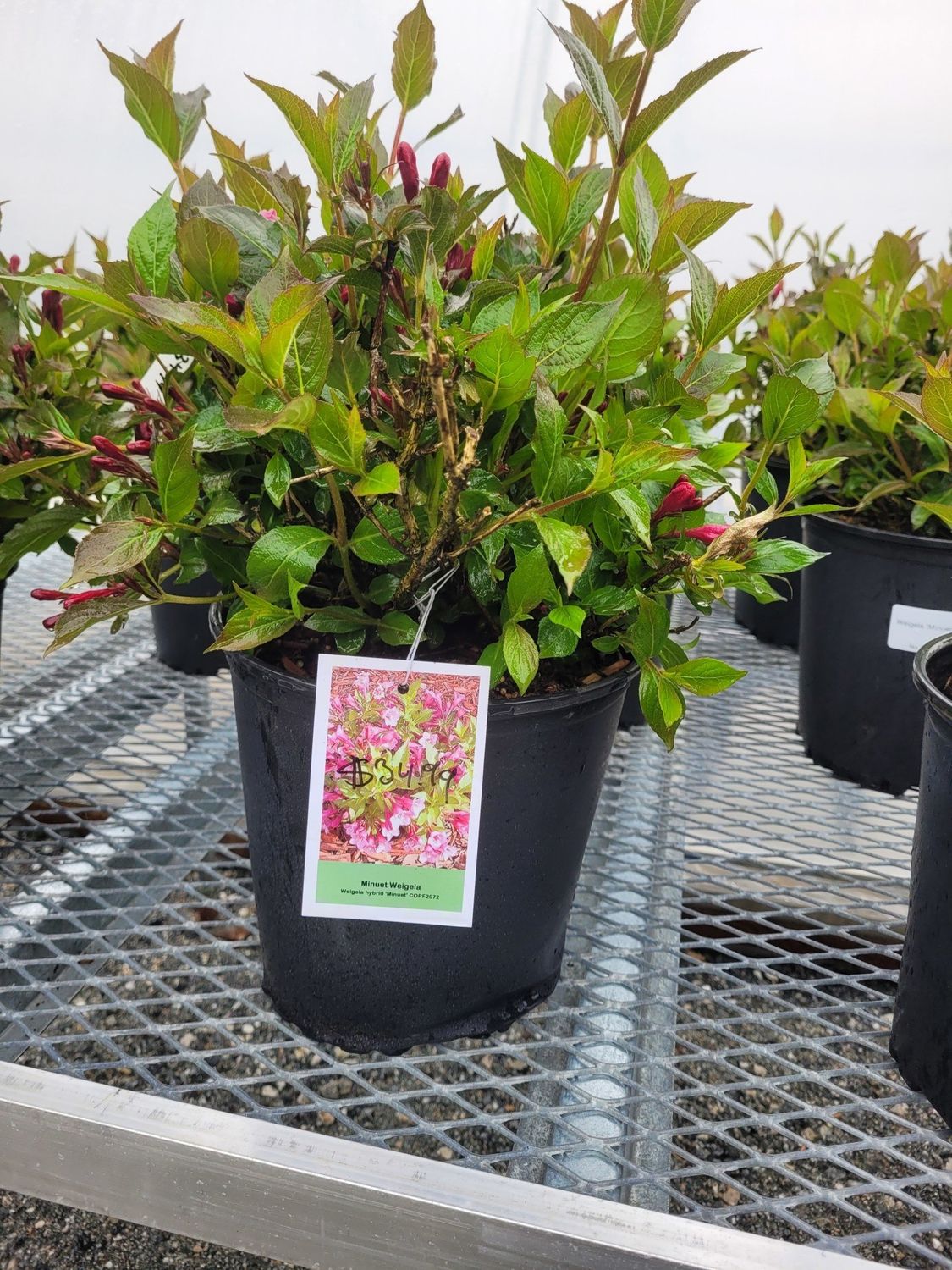 Inline Weigela &#39;Minuet&#39; No. 2 Pot