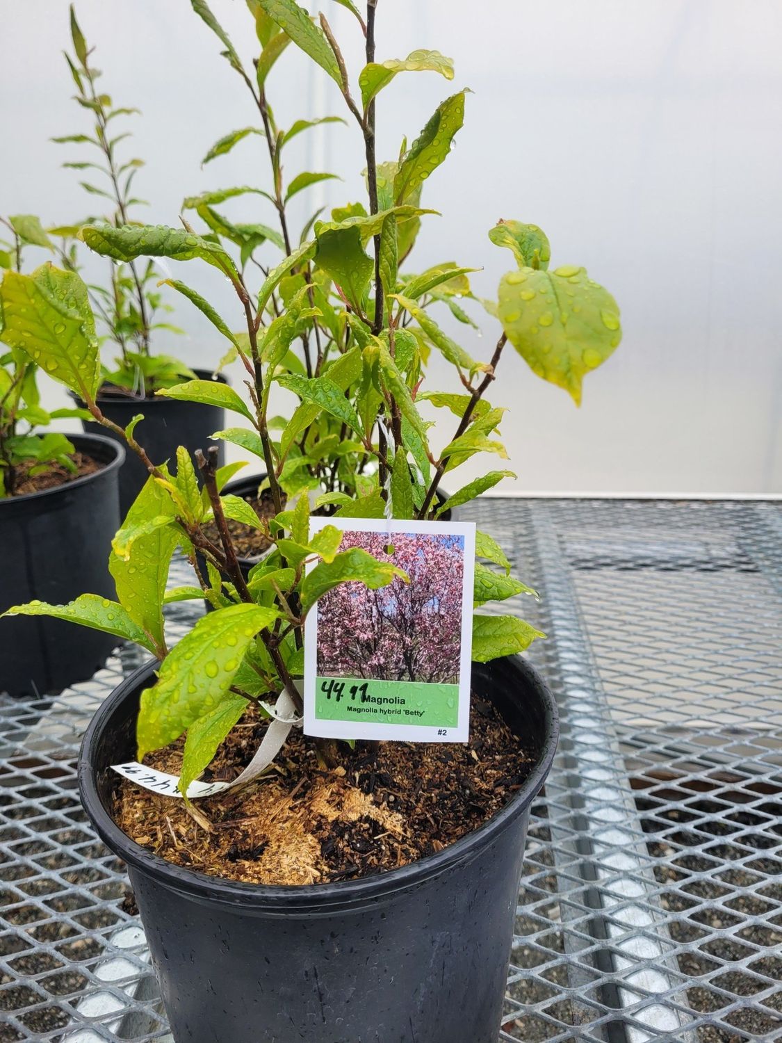 Inline Magnolia &#39;Betty&#39; No.2 Pot