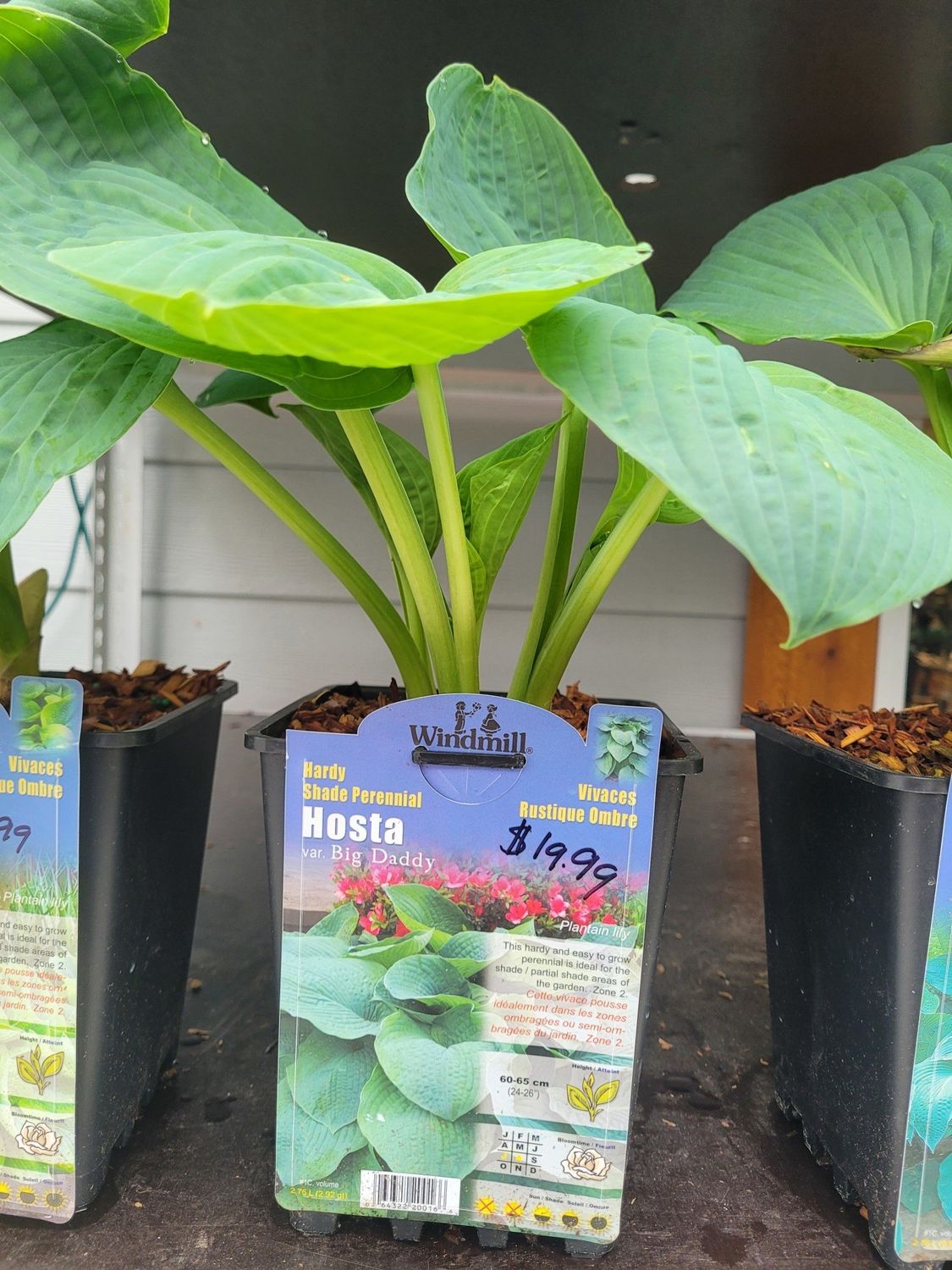 Pan Am Hosta Big Daddy #1