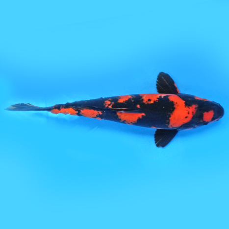 Carpa NISHIKIGOI HI UTSURI - 24cm