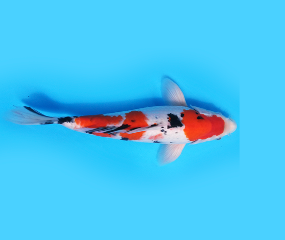 Carpa Nishikigoi Taisho Doitsu - 30cm