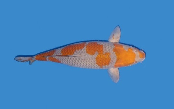Carpa Nishikigoi Ochiba Shiguri - 24cm