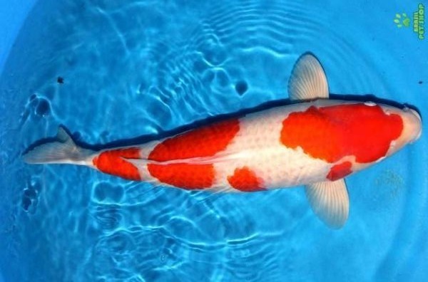 Carpa Nishikigoi Kohaku - 30cm