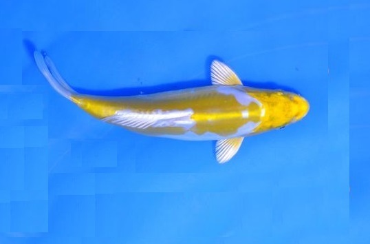 CARPA NISHIKIGOI DOITSU HARIWAKE - 26cm