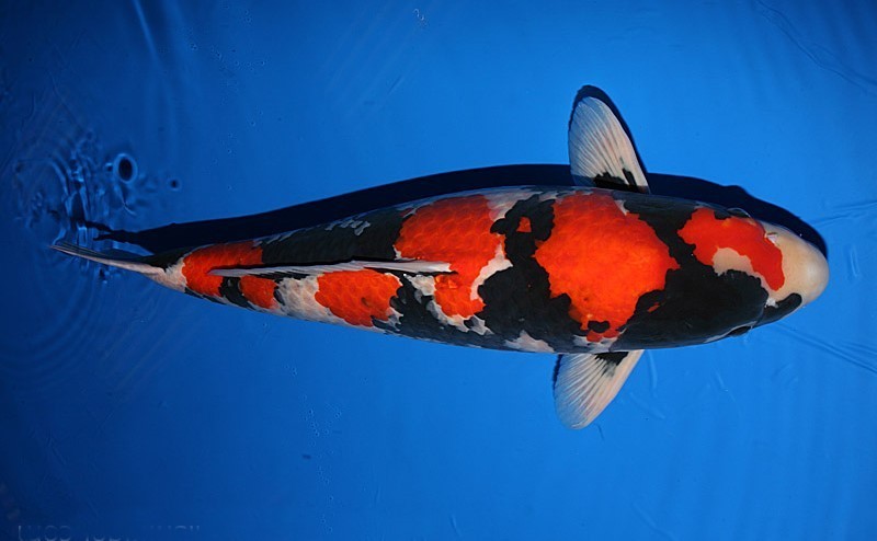 CARPA NISHIKIGOI SHOWA - 32cm