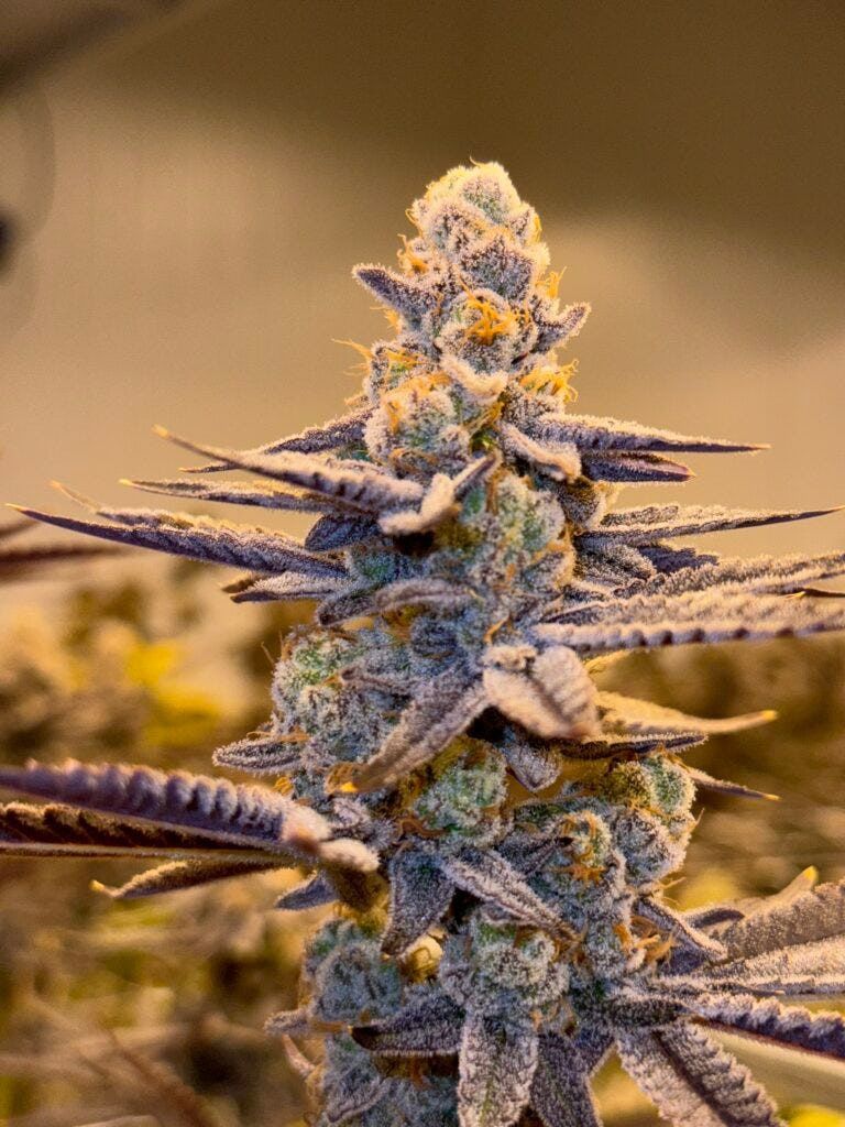 Glitter Bomb Hydro | THCa: 24.98%