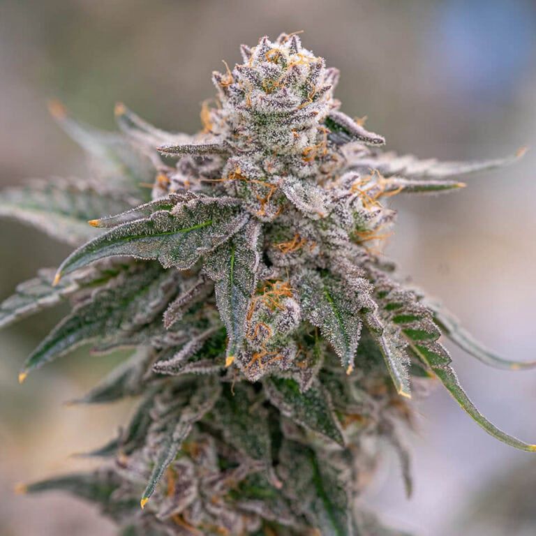 Grape Gas