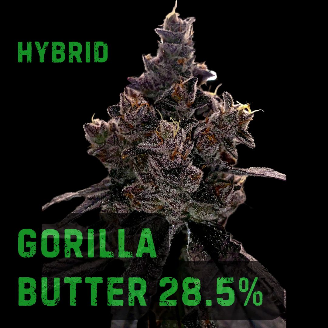 GORILLA BUTTER | THCa: 28.5% | HYBRID, Weight: Gram