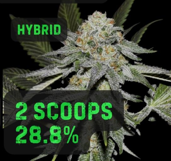 2 Scoops | THCa: 28.8 %, Weight: 1/8 oz.