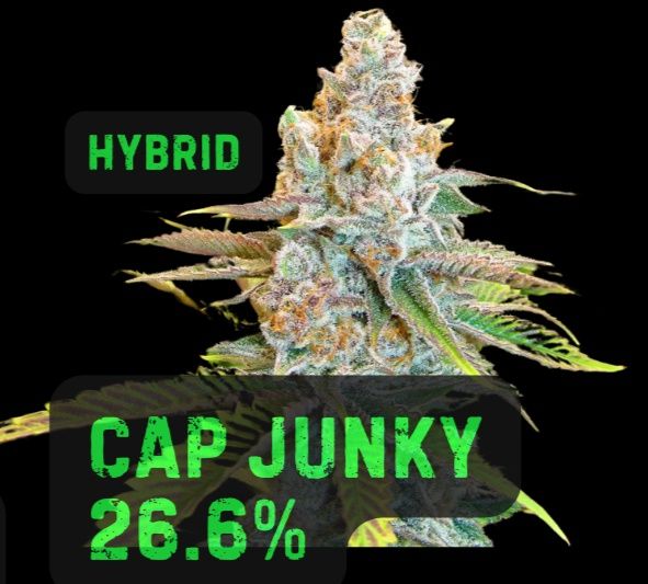 Cap Junky | HYBRID | THCa: 26.6%, Weight: 1/8 oz.