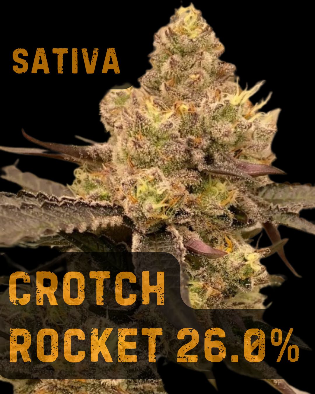 Crotch Rocket | THCa: 26.0%, Weight: 1/8 oz.