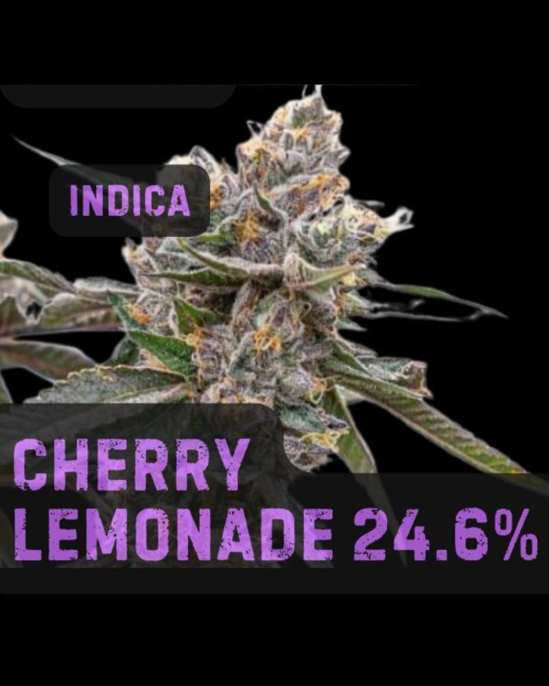Cherry Lemonade | Indica | THCa: 24.6%