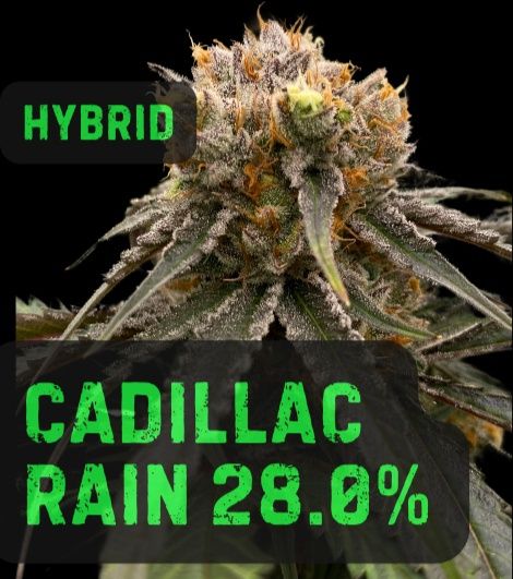 Cadillac Rain | Hybrid | THCa: 28.0%, Weight: 1/8 oz.