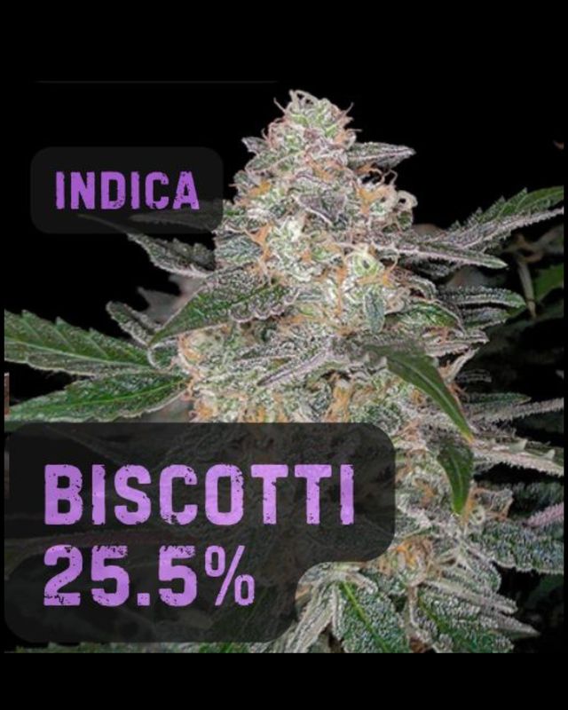 BISCOTTI | INDICA | THCa: 25.5%