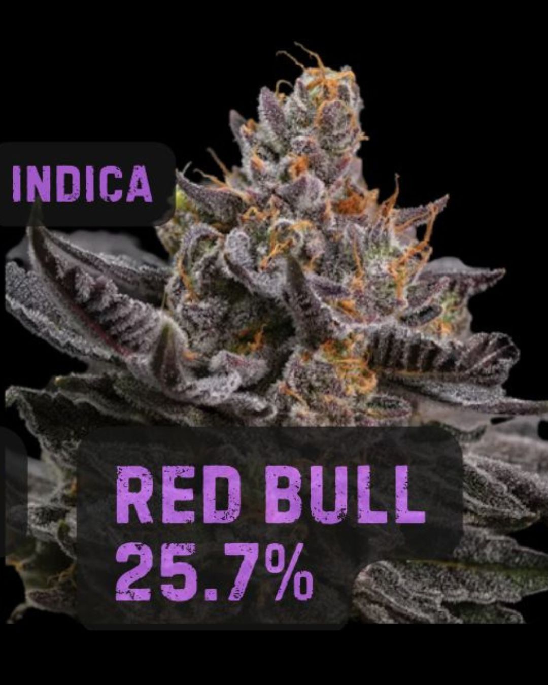 Red Bull | Indica | THCa: 25.7%, Size: 1/8 oz.