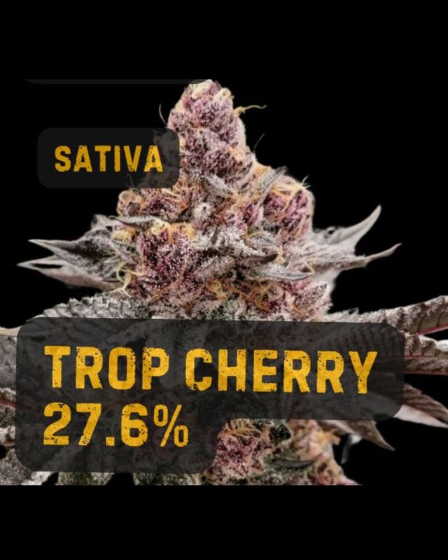 Trop Cherry | THCa: 27.6%