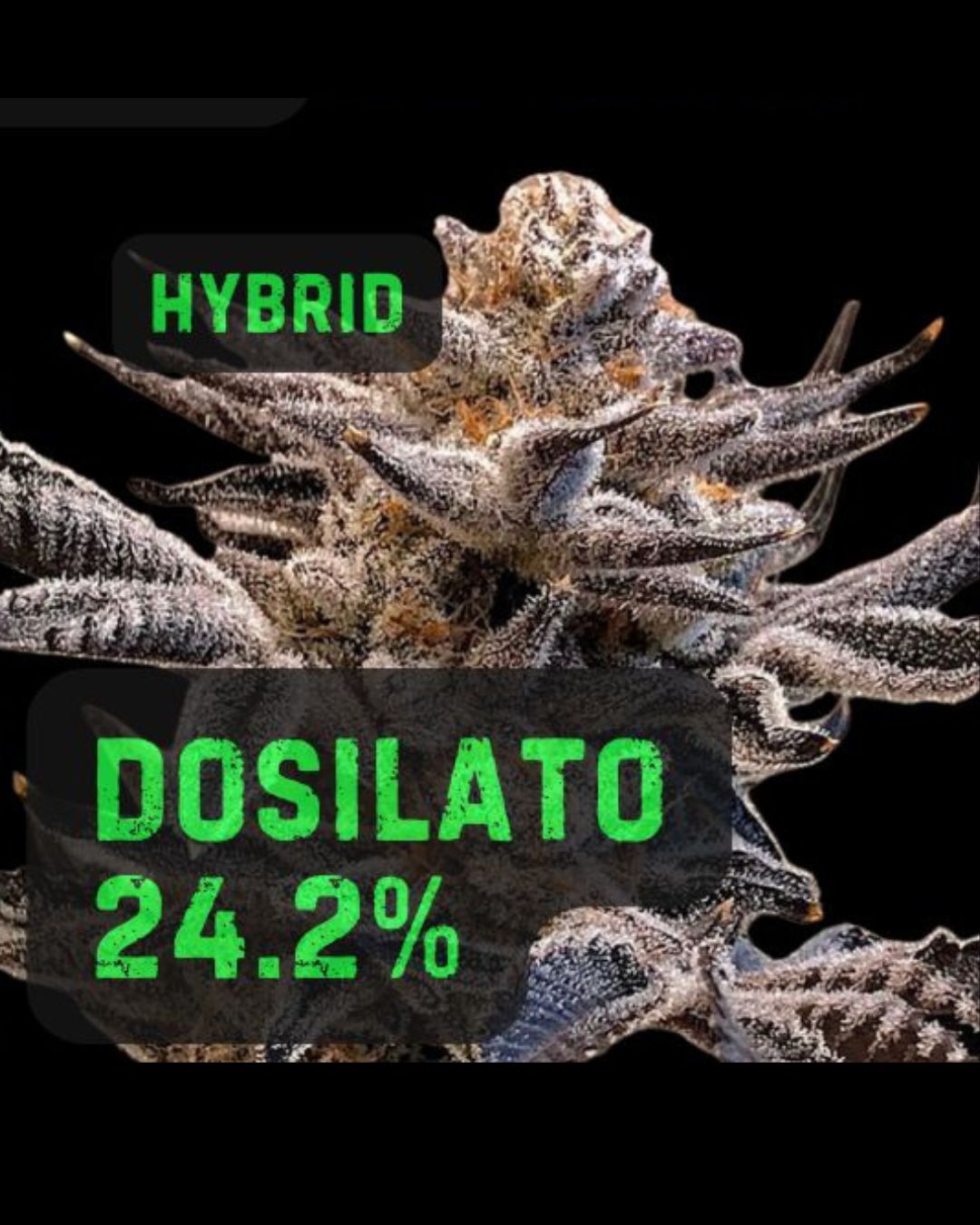 Dosilato | THCa: 24.2%, Weight: 1/8 oz.